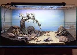 Gallery Aquarium Aquascape Aquarium Supplies