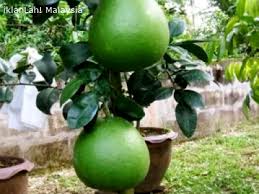 Limau yang boleh didapati di sini ialah limau pomelo yang berkualiti tinggi. Harga Limau Bali Di Ipoh