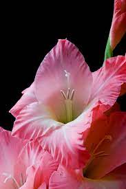 Gladiolus Name Gladiolus Flower Gladiolus Flowers