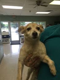 At pet air we strive to provide affordable, professional animal transportation in the most convenient way for our customer and their pets. Looking To Travel Your Beloved Pet To Another Country Contact Airvets The Best Pet Movers That Provide Safe Comfortab Pet Shipping Pet Relocation Pet Travel