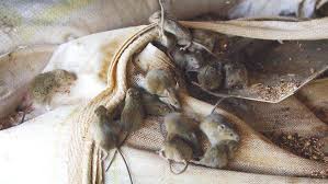 Lisa gore from toowoomba told guardian australia her friend stripped the fabric of her armchair when it began to smell, only to find a nest of baby mice in the stuffing. What Is A Mice Or Mouse Plague In Australia Steel Sheds In Australia
