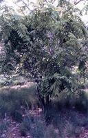 Image result for Cassia burttii