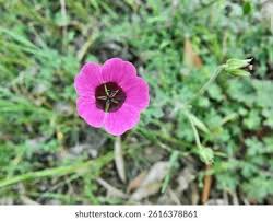 Image result for Geranium ocellatum