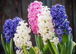 It grows from a bulb and the flowers are usually blue, pink, or white. Hyacinths Planting And Caring For Hyacinth Flowers The Old Farmer S Almanac