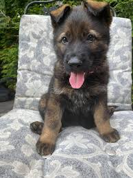White shepherds and white german shepherds. German Shepherd Puppies Nj Home Facebook