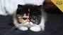 Munchkin Cat Exotic Shorthair For Sale