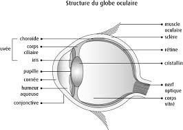 D'autres symptômes peuvent inclure des maux de tête et une perte du champ visuel externes des deux yeux. Les Yeux Societe Canadienne Du Cancer
