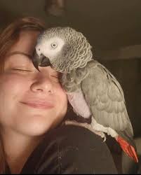 Apollo is such a sweetheart and loves to preen his feathered siblings when  they've had a bath!💙💙💙