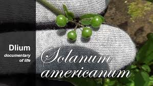 Image result for Solanum americanum
