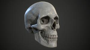 Human Skull 3d Model Low Poly Fbx Tga 2 Tutoriales De Escultura Anatomia Anatomia Humana