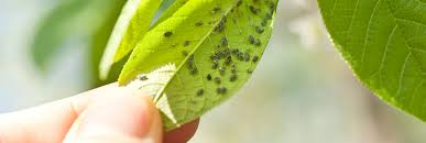 Most are wingless but one or more generations produce winged aphids. Anti Aphids Plants Zones