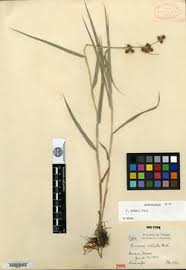 Image result for Fuirena sagittata