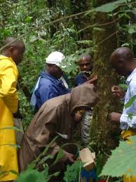 Image result for Hedythyrsus thamnoideus