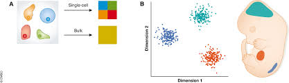 Why is the 32 cell stage of a zygote called morula? Using Single Cell Genomics To Understand Developmental Processes And Cell Fate Decisions Molecular Systems Biology