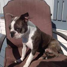 Below we've outlined the 5 steps to get you closer to having your own furman boston terrier puppy. Boston Terrier Breeders In Maine Petsidi