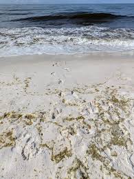 Image result for Sebaea junodii