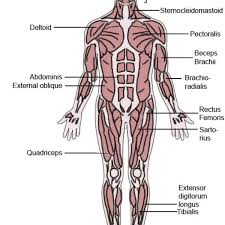 Do you know the names of the muscles in english?become one of my students! The Latin Roots Of Muscle Names Owlcation
