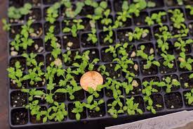 Pin On Plants