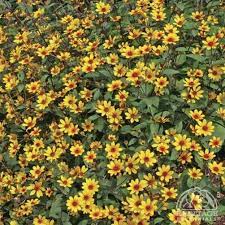 Plant Profile For Heliopsis Helianthoides Summer Nights False Sunflower Perennial Plants Perennials Perennial Plants