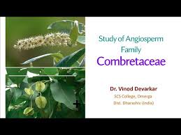 Image result for Combretaceae