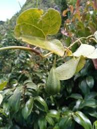 Image result for Aristolochia albida