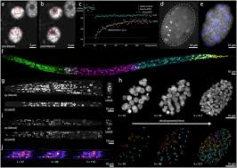 Plant stem cell under microscope labeled. Light Microscopy Methods In C Elegans Research Sciencedirect