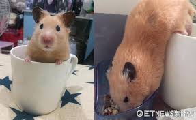 黃金鼠倒掛吃飯變「杯緣子」 網笑：視線只集中...蛋蛋| ETtoday寵物雲| ETtoday新聞雲