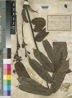 Image result for Canarium schweinfurthii