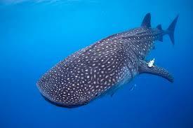 Image result for whale