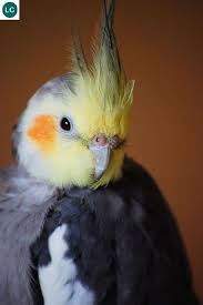 Bird With Red Cheeks Https Www Facebook Com Wonderbirdspecies Cockatiel Quarrion Weiro Nymphicus Hollandicus Native To Australia Iucn Red Lis Animais Calopsita Aves Exoticas