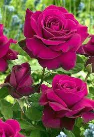 Pin On Rose