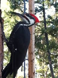 Birds Of Eastern Washington State The Best Of Birding Adventures Bird Adventure List Of Birds