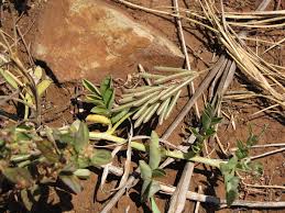 Image result for Indigofera longistaminata