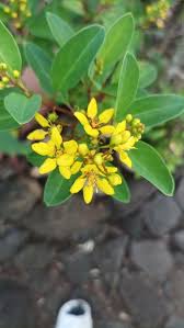 Image result for Tristellateia