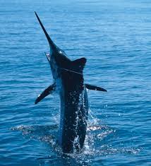 A Large Blue Marlin Leaps Blue Marlin Marlin Fishing Marlin