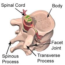 Lower back of the head. Anatomy Of The Spine Teachpe Com