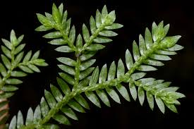 Image result for Selaginella mittenii