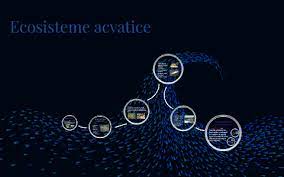 Apa curgătoare prezentată aici este un pârâu. Ecosistemul Unei Ape Curgatoare By Ana Antemir