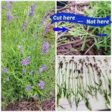 Pin On Garden