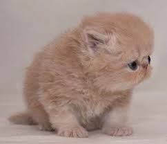 Gambar Kucing Sedih Menangis 7 Gambar Kucing Sedih Yang Buatkan Anda Turut Sedih Comel Sangat Ini Luhu Si Kuc Anak Kucing Gemas Kucing Lucu Menggambar Kucing