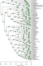 Image result for Coffea mufindiensis