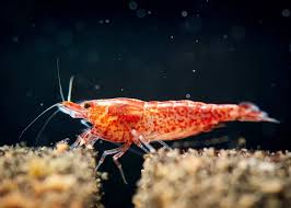 Cherry Shrimp Care Guide & Species Profile | Fishkeeping World