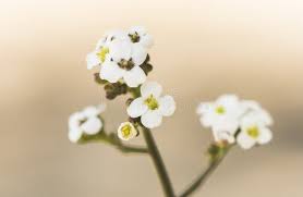 Image result for Crambe hispanica