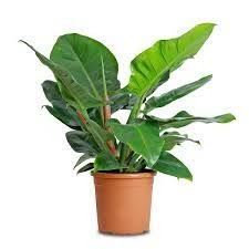 Philodendron Green Emerald Koynnosvehka Di 2020 Bunga