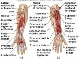 The two most common types of tendinitis are on the inside or outside of your elbow. Elbow And Forearm Muscle And Tendon Anatomy