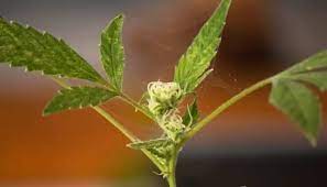 We did not find results for: Cannabis Growing How To Get Rid Of Spider Mites During Flowering Urbanorganicyield Com