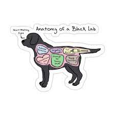 Anatomy Of A Black Lab Sticker By Mommysketchpad In 2021 Black Labs Dogs Black Lab Black Lab Puppies