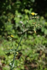 Image result for Sonchus schweinfurthii