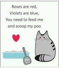 Pin By Joanne Ranganathan Independant On Pets Pet Stuff Ideas Funny Cats Cat Care Crazy Cats