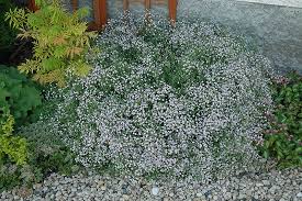 Plant in full sun to partial shade. Common Baby S Breath Gypsophila Paniculata In Houston Texas Tx At Buchanan S Native Plants